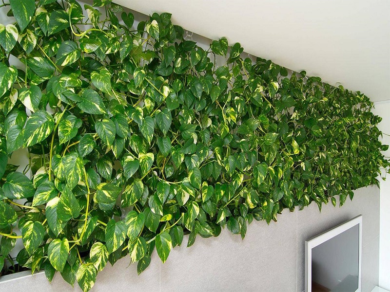 Tường cây xanh tại văn phòng